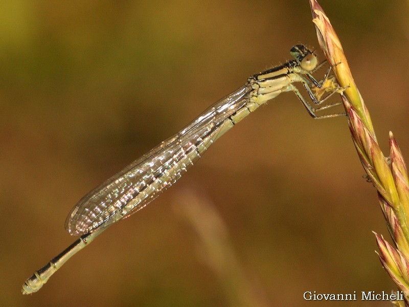 Ischnura?  No, Erythromma lindenii,  maschio e femmina